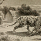 El demonio de Champavata: la historia del tigre devorador de hombres más sanguinario de la historia