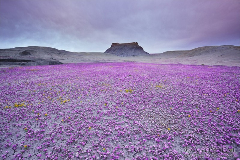 El desierto floreciente de Anza-Borrego