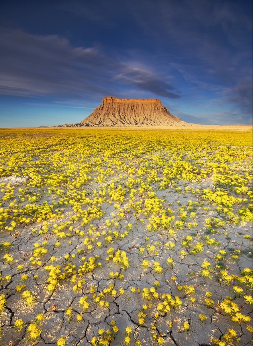 El desierto floreciente de Anza-Borrego