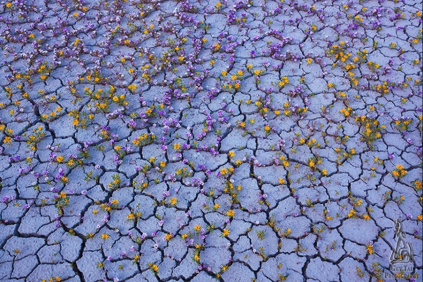 El desierto floreciente de Anza-Borrego