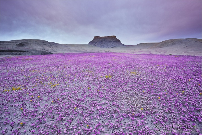 El desierto floreciente de Anza-Borrego