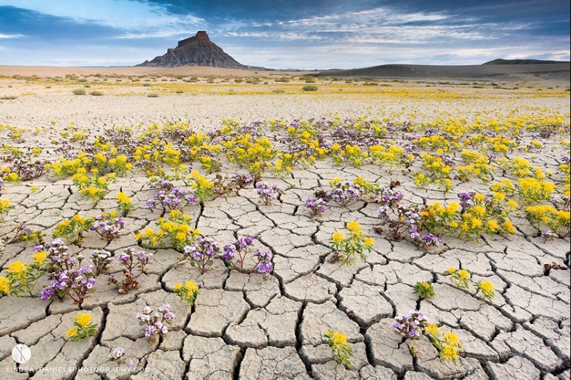 El desierto floreciente de Anza-Borrego