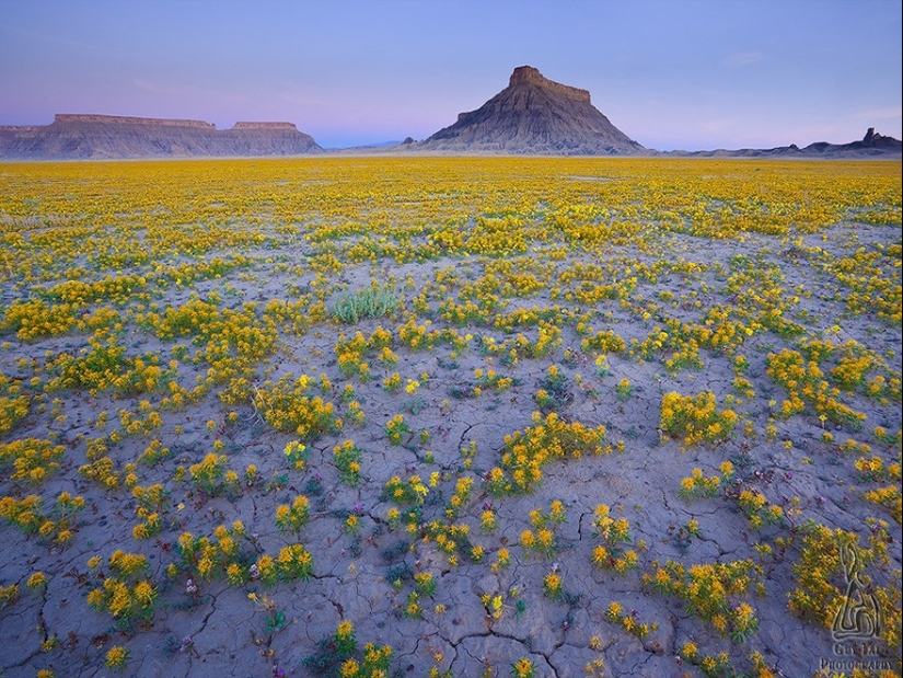 El desierto floreciente de Anza-Borrego