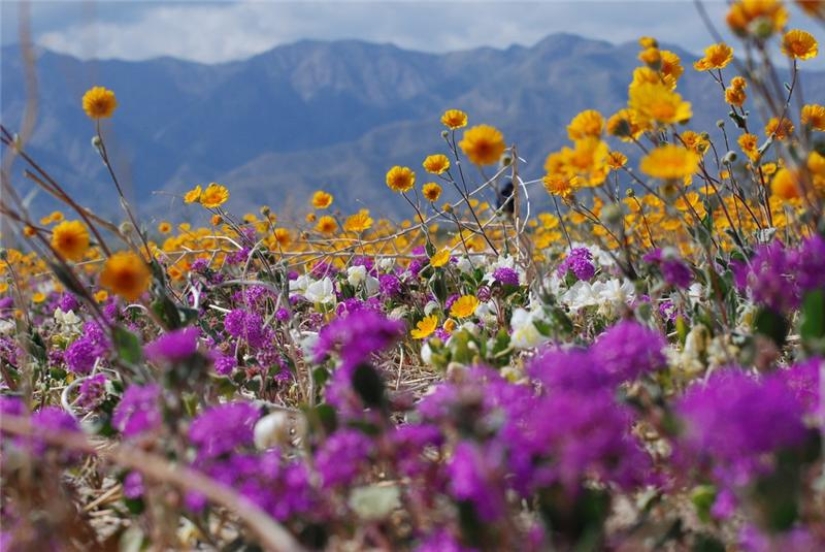 El desierto floreciente de Anza-Borrego