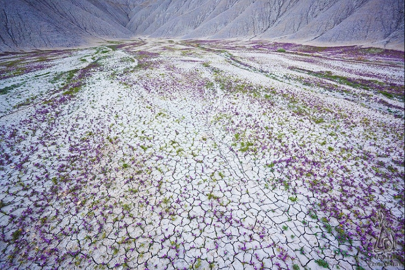 El desierto floreciente de Anza-Borrego