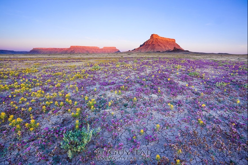 El desierto floreciente de Anza-Borrego