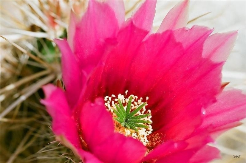 El desierto floreciente de Anza-Borrego