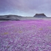 El desierto floreciente de Anza-Borrego