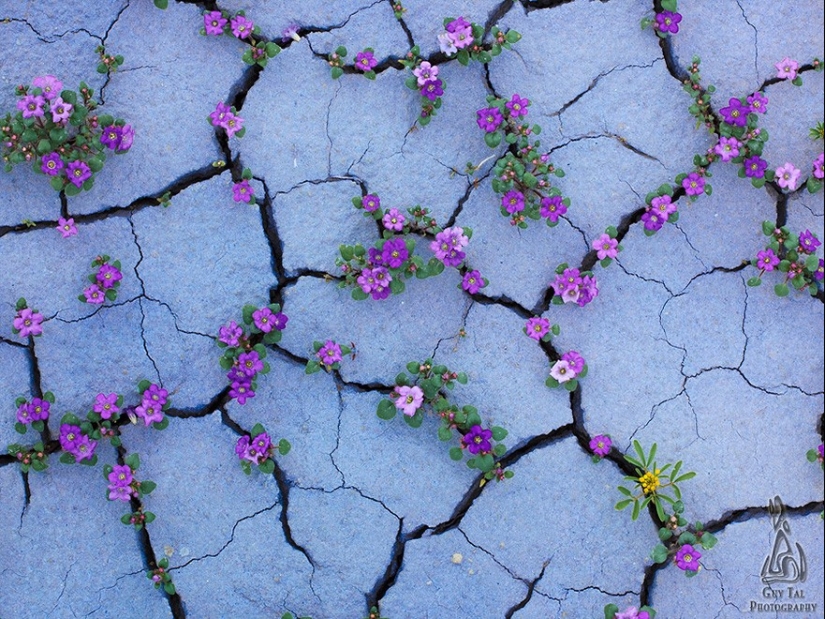 El desierto floreciente de Anza-Borrego