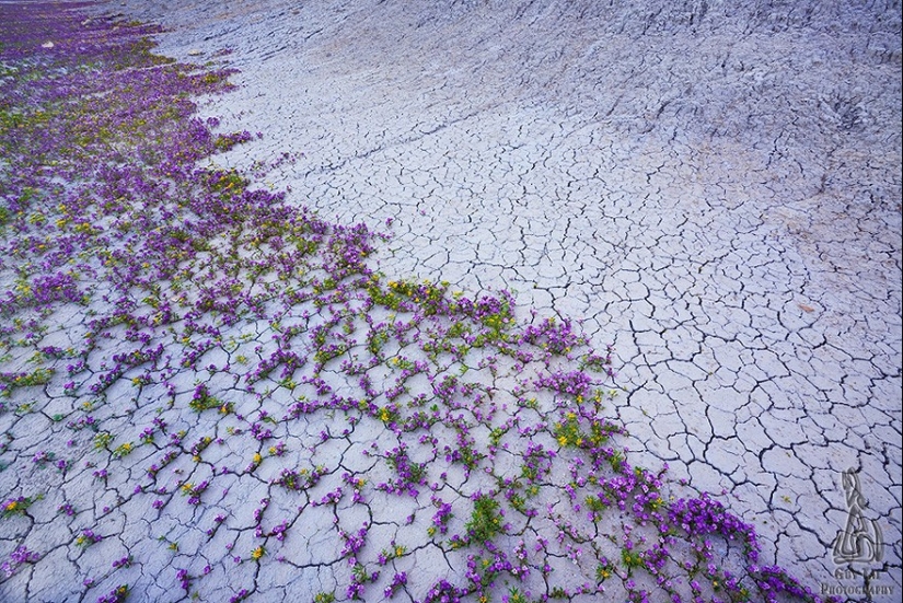 El desierto floreciente de Anza-Borrego