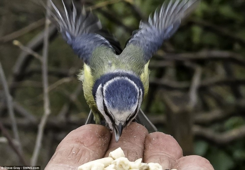 El Dr. Doolittle: cómo el Británico se convirtió en el maestro de las aves silvestres