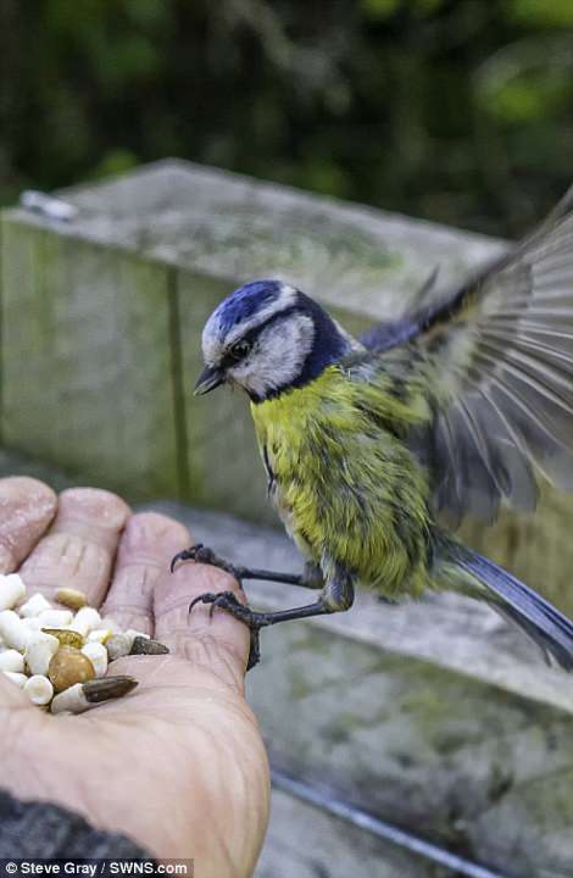 El Dr. Doolittle: cómo el Británico se convirtió en el maestro de las aves silvestres