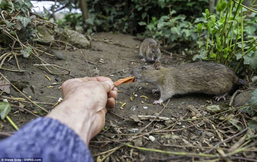 El Dr. Doolittle: cómo el Británico se convirtió en el maestro de las aves silvestres