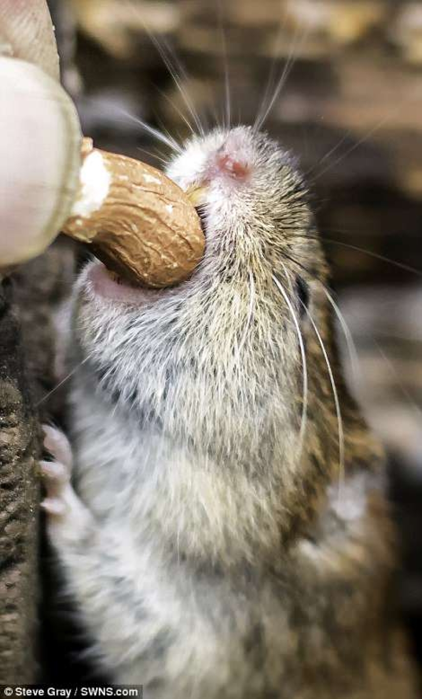 El Dr. Doolittle: cómo el Británico se convirtió en el maestro de las aves silvestres