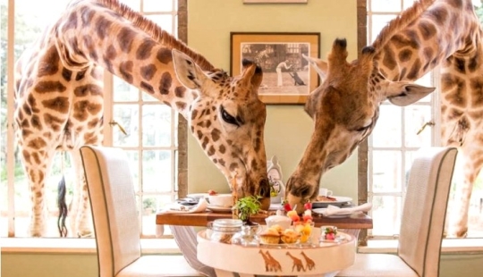 El exclusivo Giraffe Manor Hotel ofrece cenas con jirafas