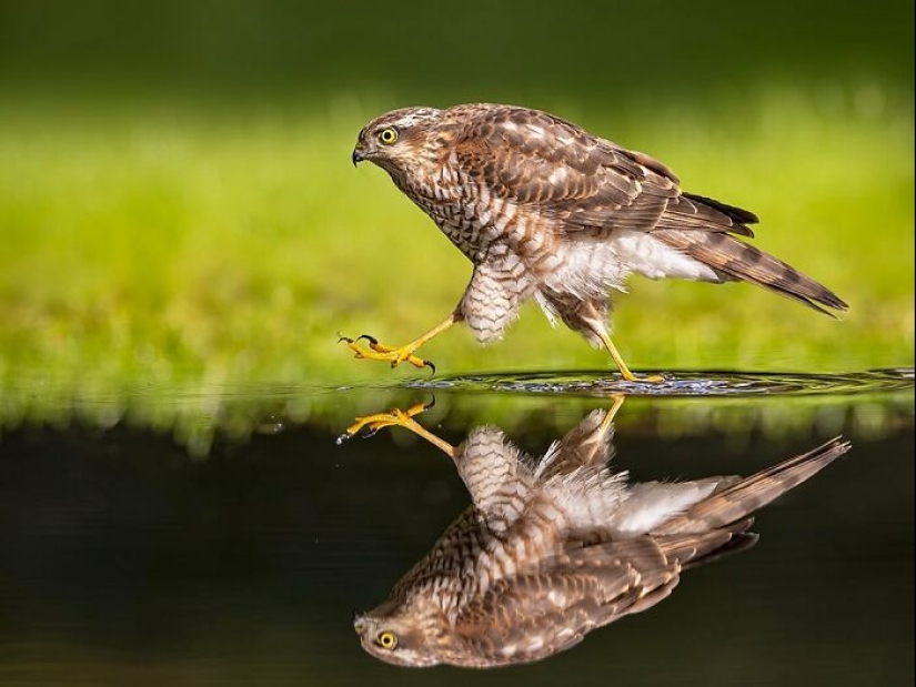 El fotógrafo capturó 15 disparos mostrando la elegancia de las aves.