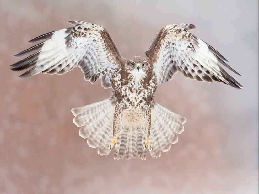 El fotógrafo capturó 15 disparos mostrando la elegancia de las aves.