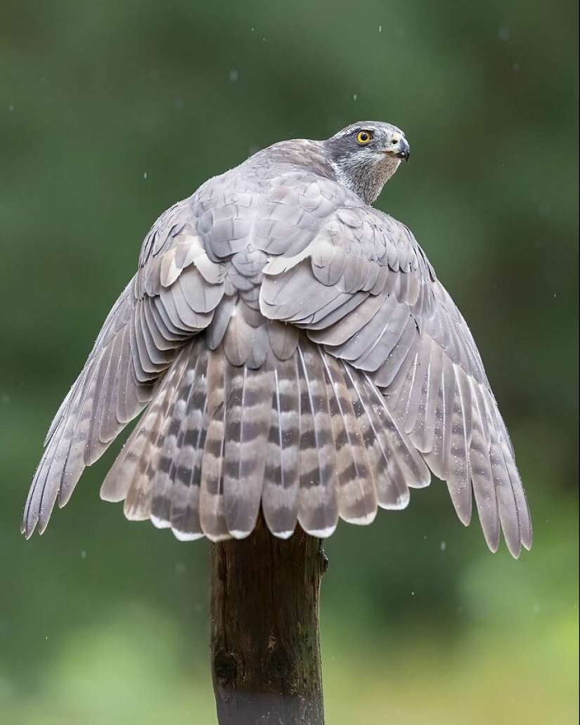 El fotógrafo capturó 15 disparos mostrando la elegancia de las aves.