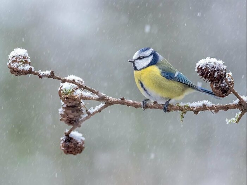 El fotógrafo capturó 15 disparos mostrando la elegancia de las aves.