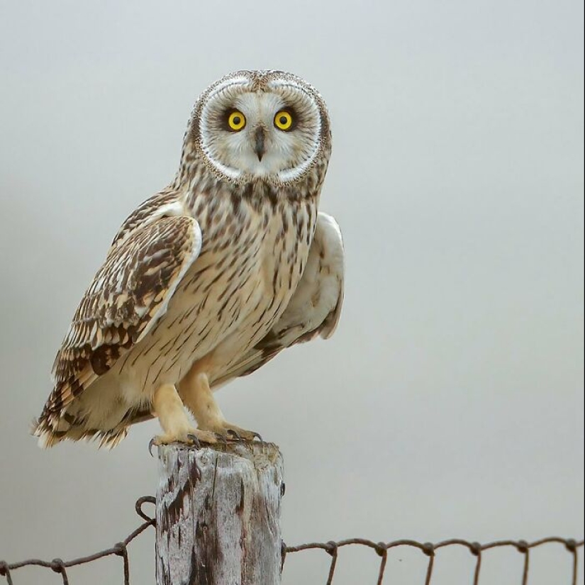 El fotógrafo capturó 15 disparos mostrando la elegancia de las aves.