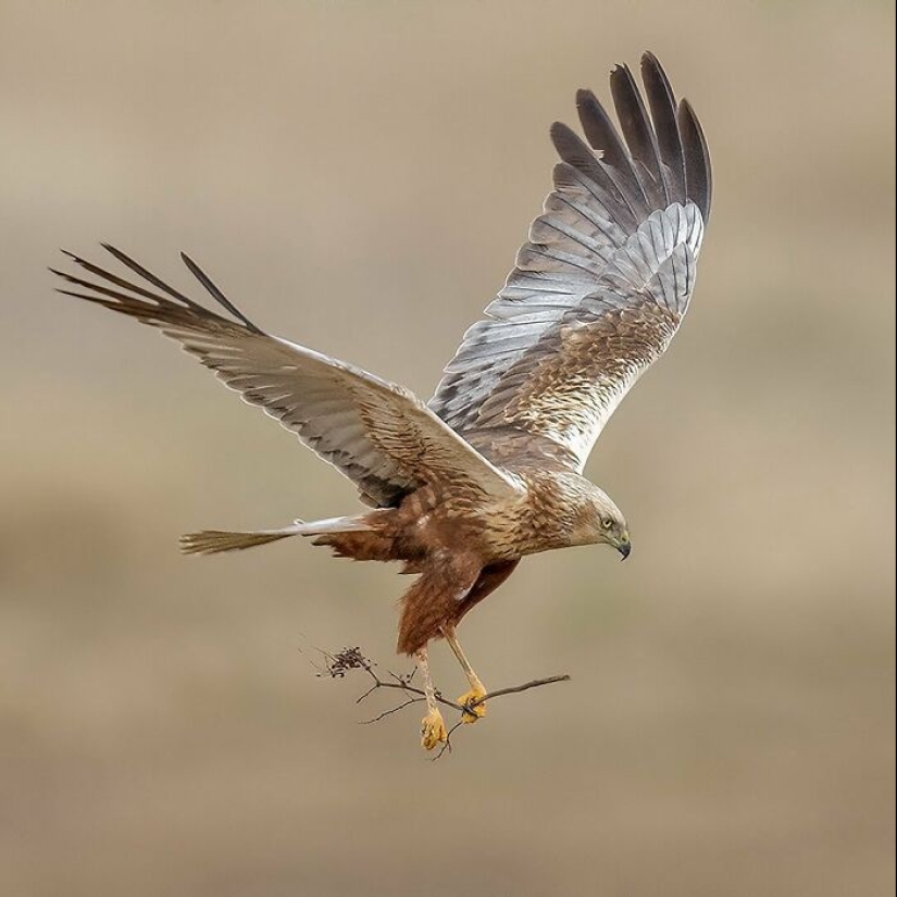 El fotógrafo capturó 15 disparos mostrando la elegancia de las aves.