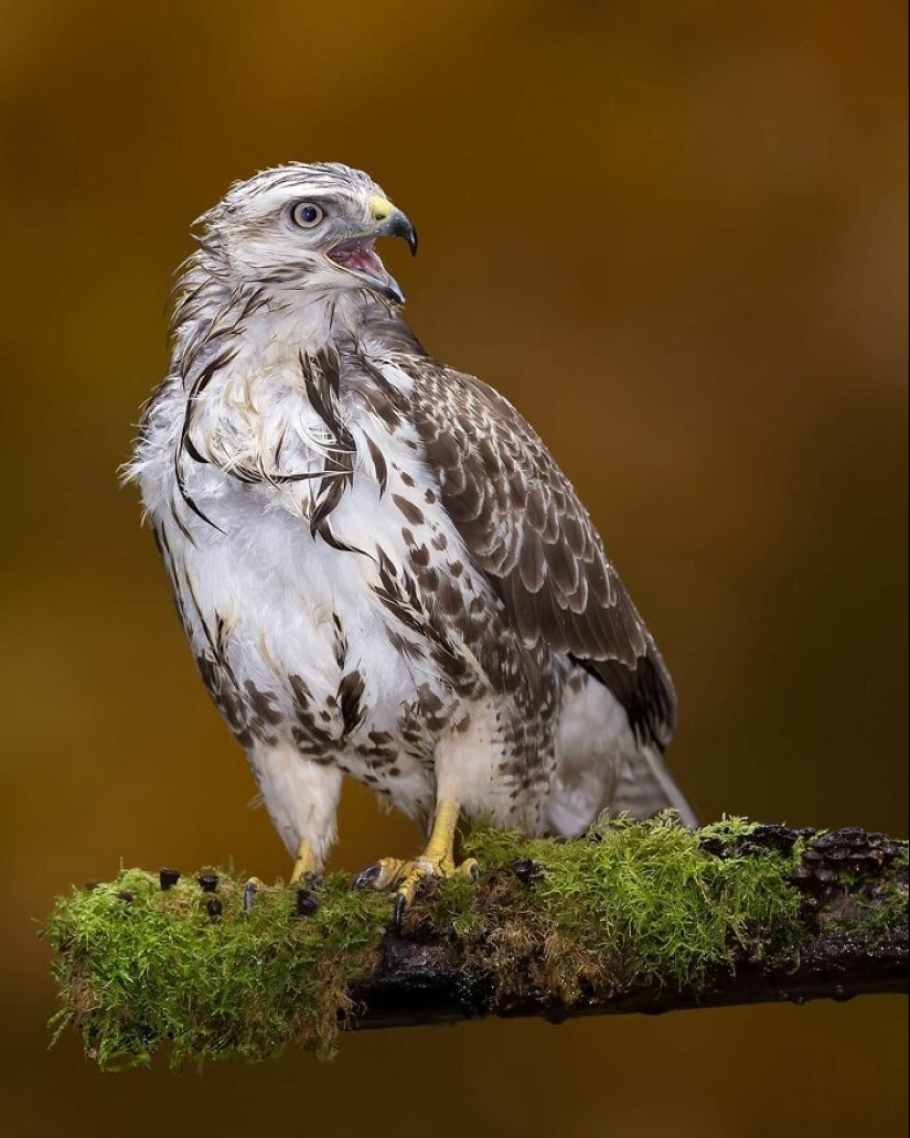 El fotógrafo capturó 15 disparos mostrando la elegancia de las aves.