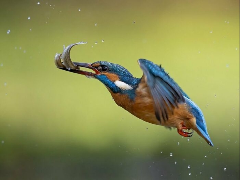 El fotógrafo capturó 15 disparos mostrando la elegancia de las aves.