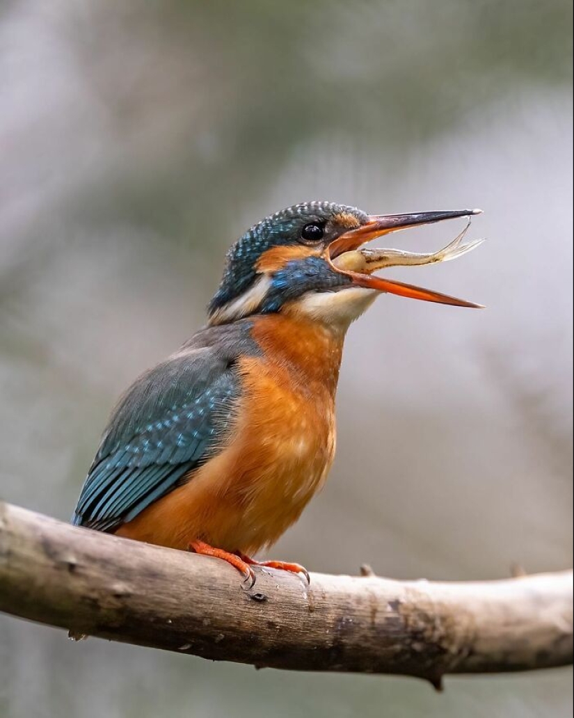 El fotógrafo capturó 15 disparos mostrando la elegancia de las aves.