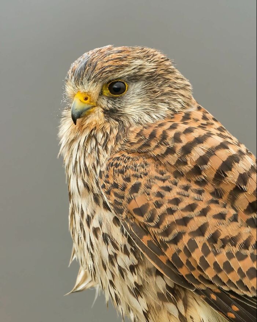 El fotógrafo capturó 15 disparos mostrando la elegancia de las aves.