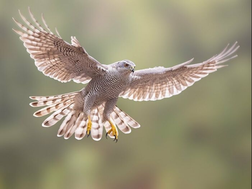 El fotógrafo capturó 15 disparos mostrando la elegancia de las aves.