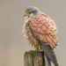 El fotógrafo capturó 15 disparos mostrando la elegancia de las aves.