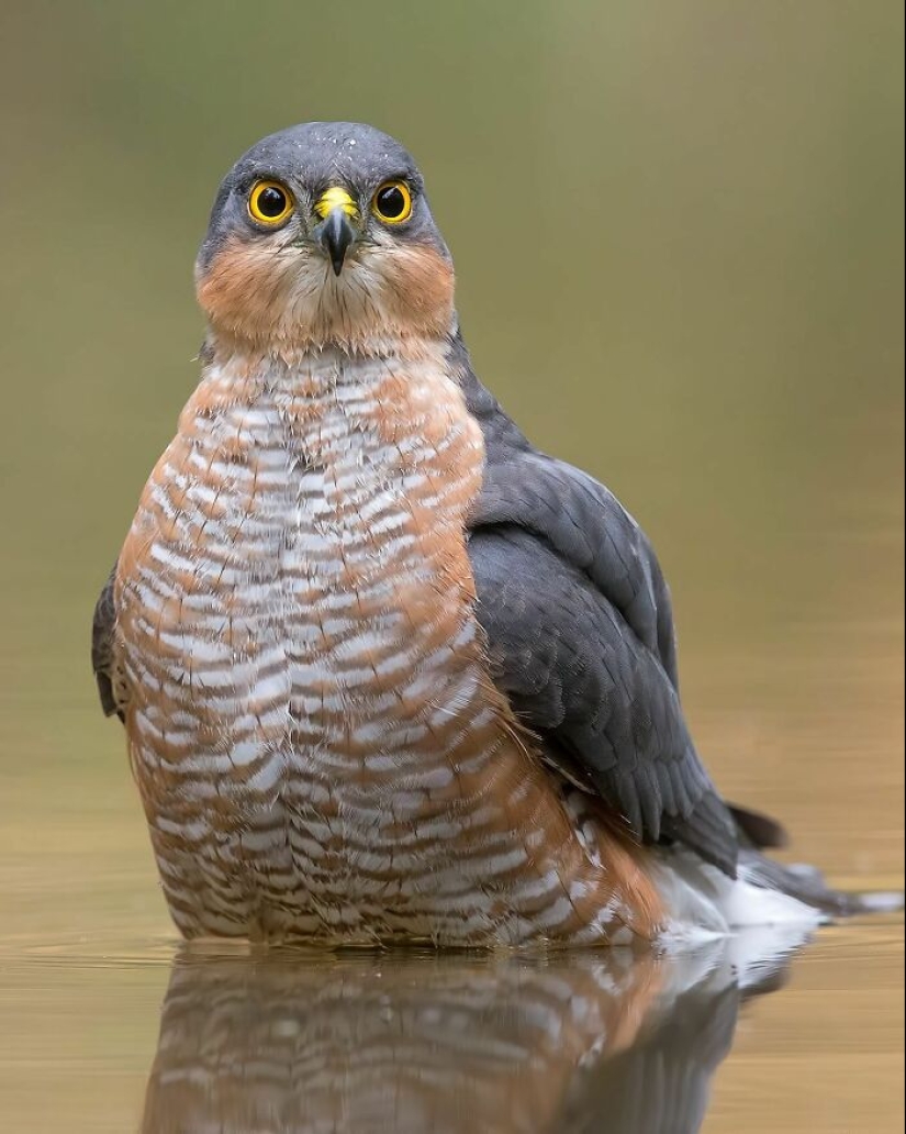 El fotógrafo capturó 15 disparos mostrando la elegancia de las aves.