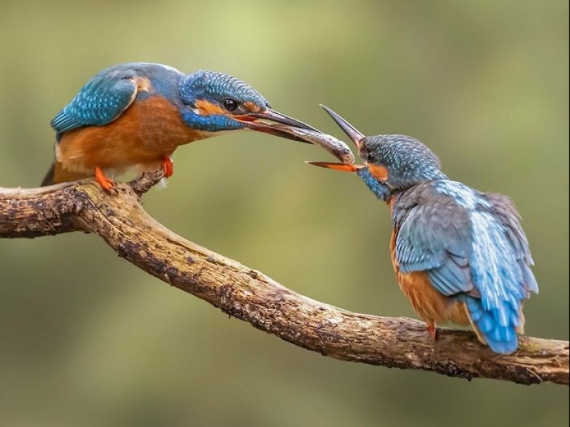 El fotógrafo capturó 15 disparos mostrando la elegancia de las aves.