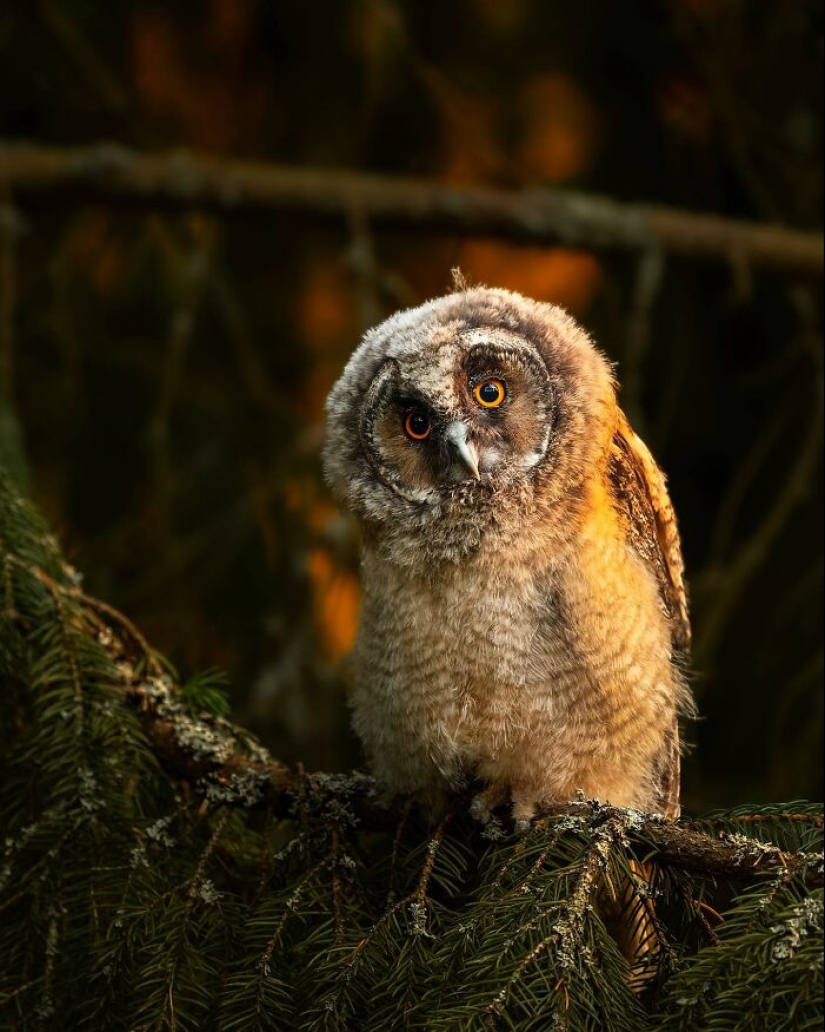 El fotógrafo finlandés toma fotos de animales en sus momentos crudos.