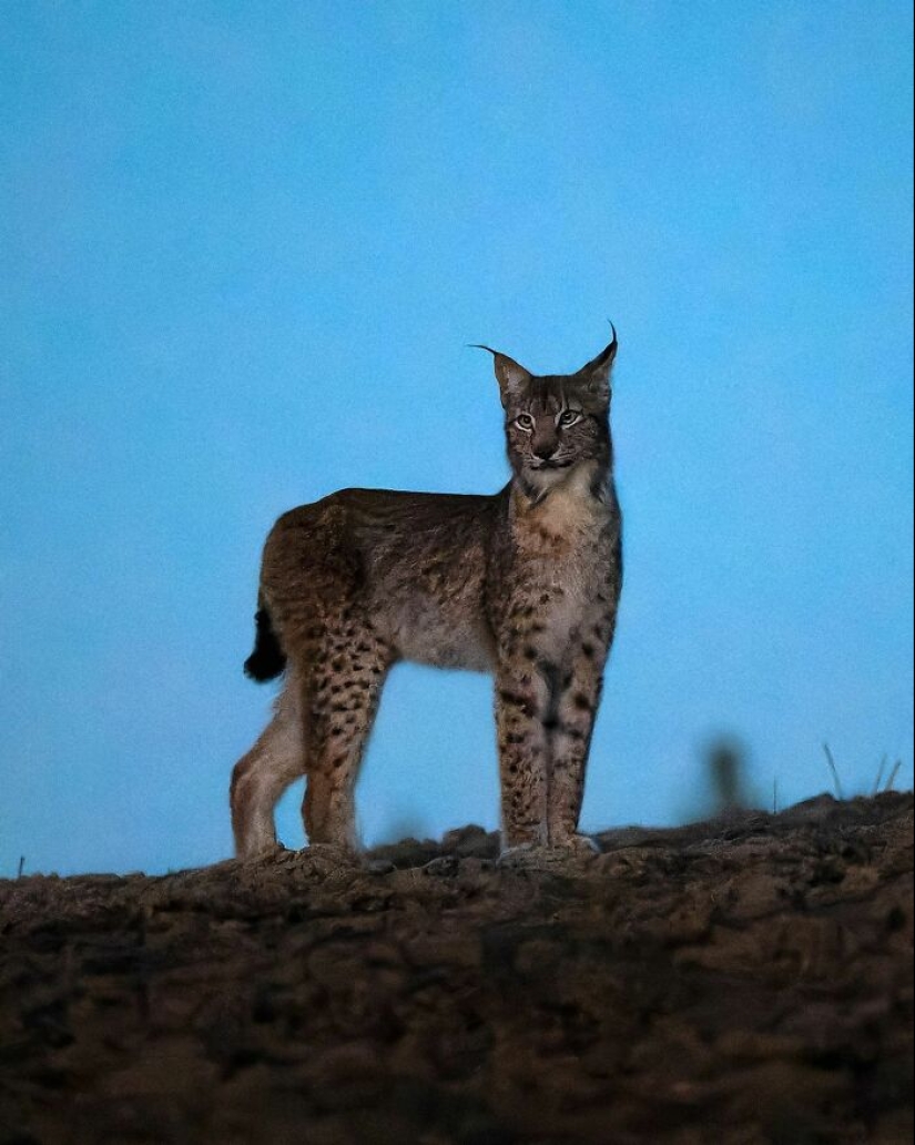 El fotógrafo finlandés toma fotos de animales en sus momentos crudos.