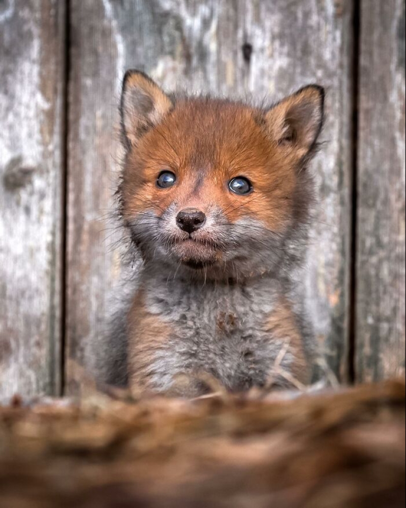 El fotógrafo finlandés toma fotos de animales en sus momentos crudos.