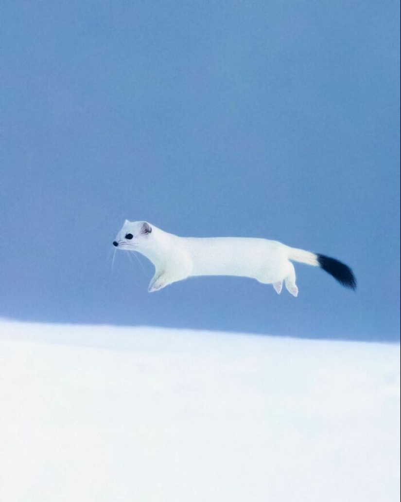 El fotógrafo finlandés toma fotos de animales en sus momentos crudos.