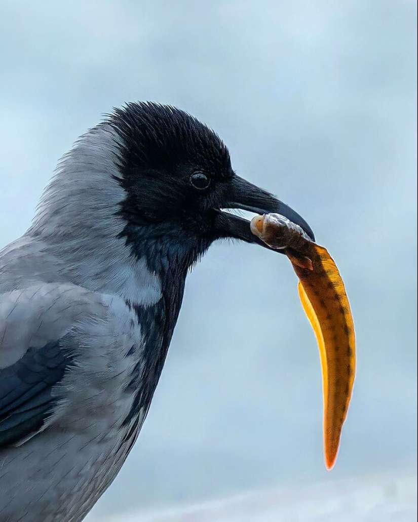 El fotógrafo finlandés toma fotos de animales en sus momentos crudos.