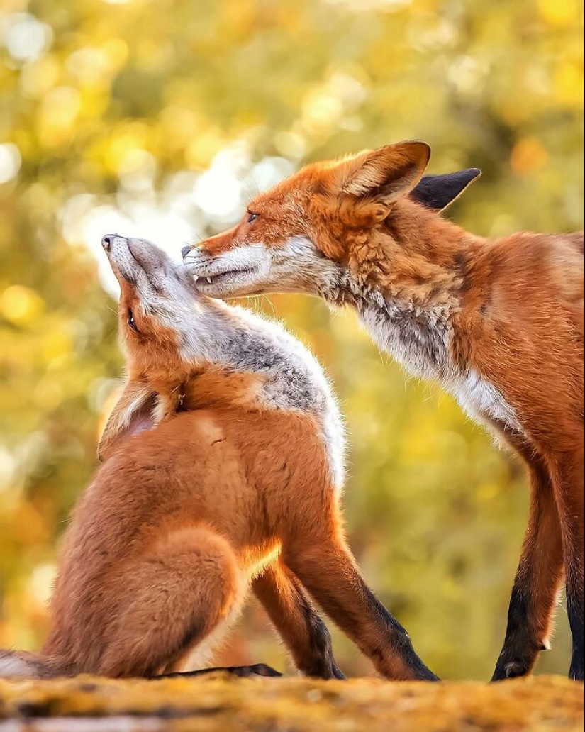 El fotógrafo finlandés toma fotos de animales en sus momentos crudos.