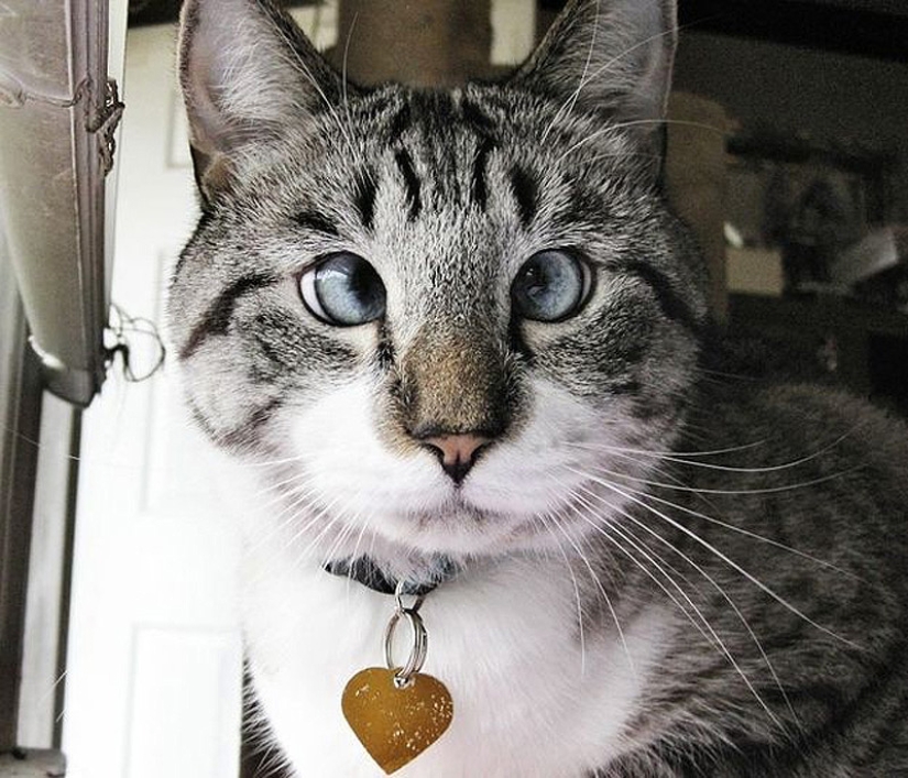 El gato bizco más lindo llamado Spangles