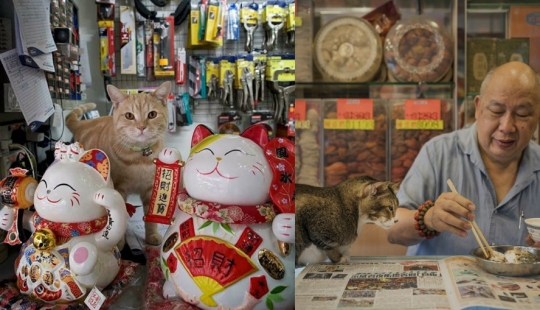 El Guardia Bigotudo: La vida secreta de los gatos en las tiendas de Hong Kong