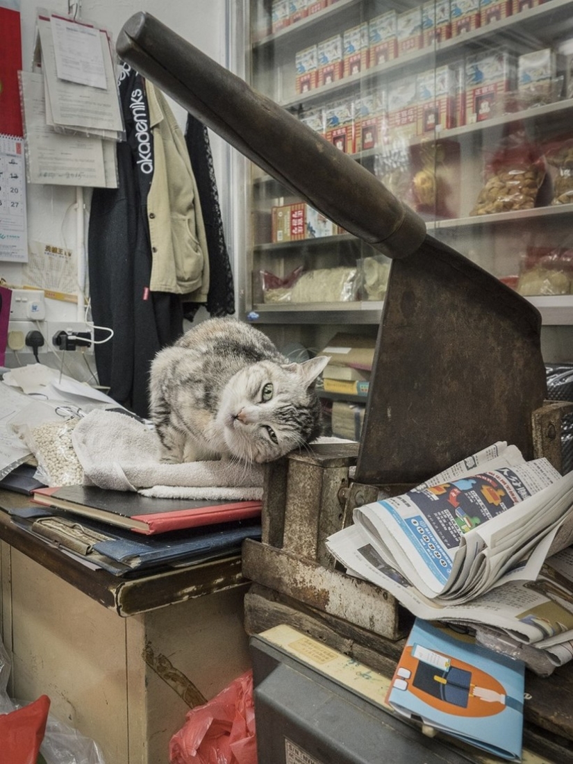 El Guardia Bigotudo: La vida secreta de los gatos en las tiendas de Hong Kong