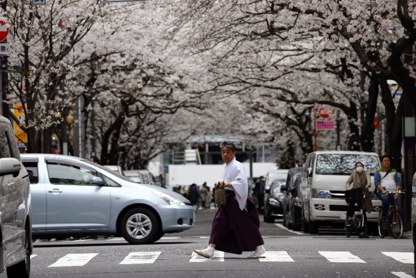 El Hanami es una tradición japonesa de admirar los cerezos en flor