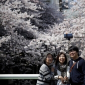 El Hanami es una tradición japonesa de admirar los cerezos en flor