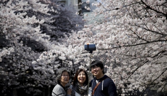 El Hanami es una tradición japonesa de admirar los cerezos en flor