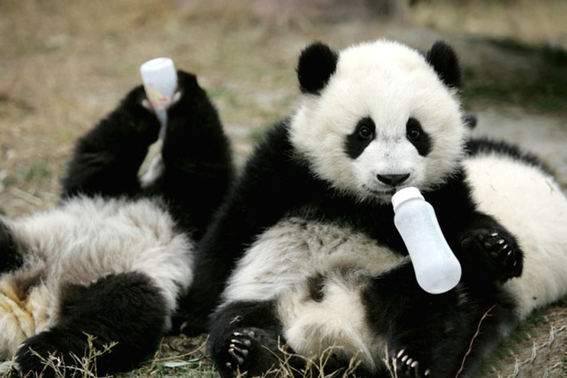 El jardín de infantes para pandas es el lugar más dulce del mundo