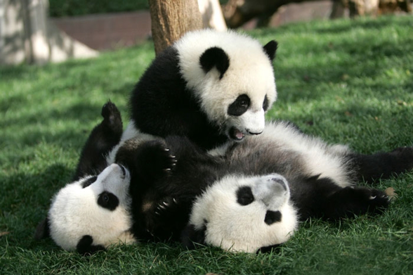 El jardín de infantes para pandas es el lugar más dulce del mundo