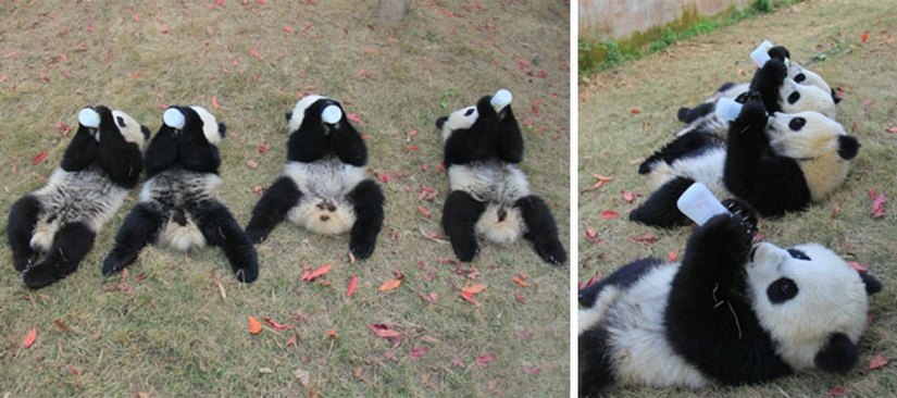 El jardín de infantes para pandas es el lugar más dulce del mundo