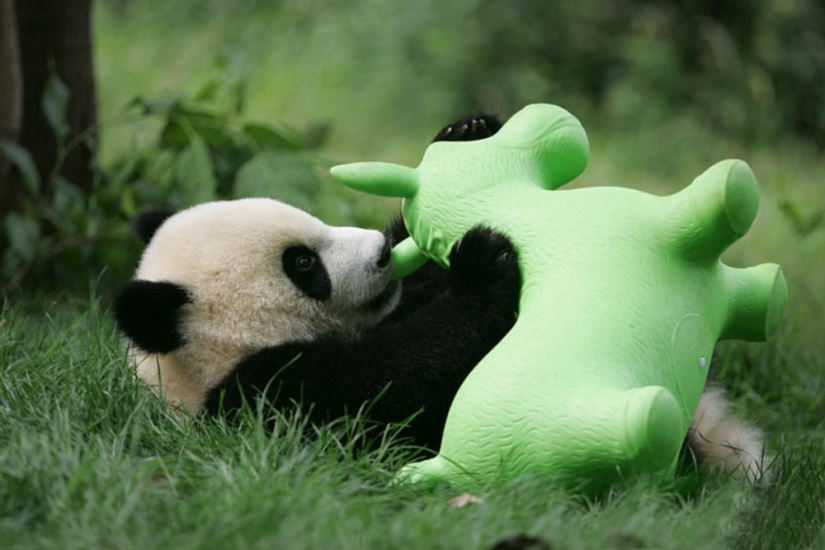 El jardín de infantes para pandas es el lugar más dulce del mundo