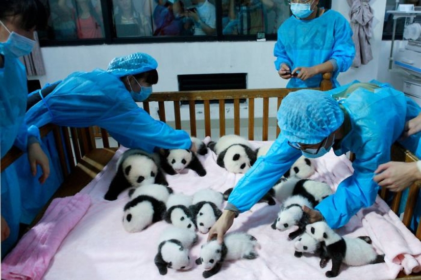 El jardín de infantes para pandas es el lugar más dulce del mundo